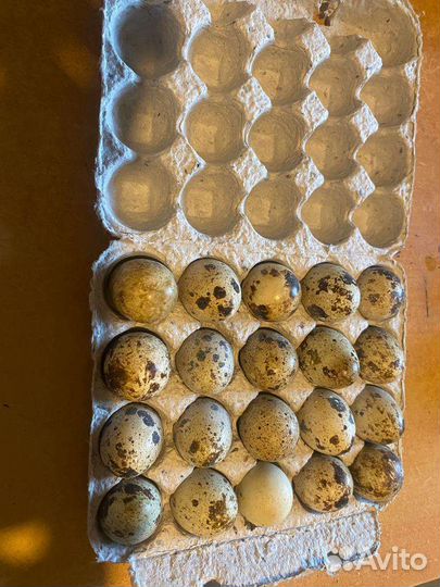 Яйца перепелиные домашние