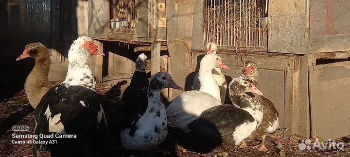 Мускусные утки