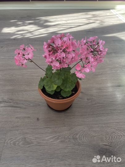 Герань (пеларгония)