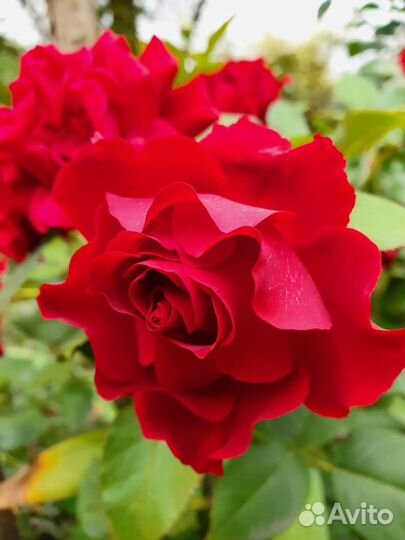 Роза Хоммаж а Барбара