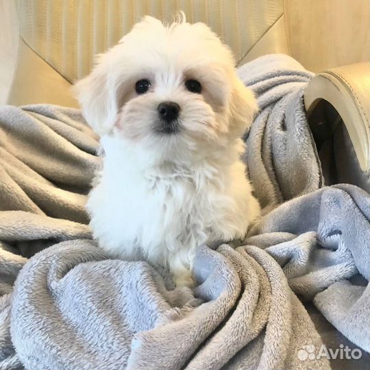 Щенки Мальтезе