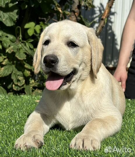 Щенки лабрадора