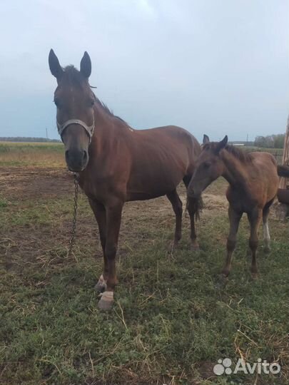 Продам Кобылу с жеребенком