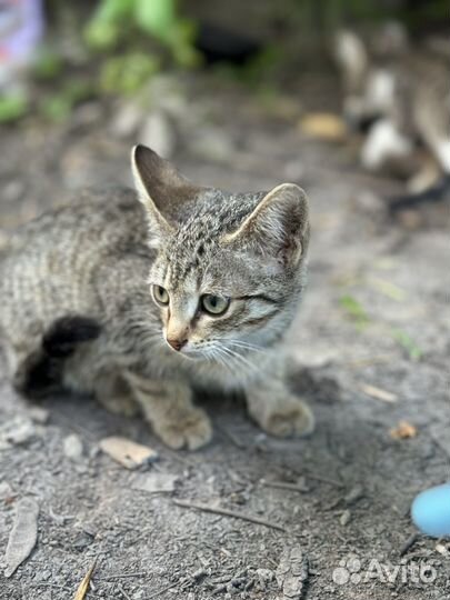 Котик ищет дом