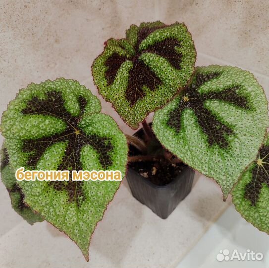 Бегония Мэсона