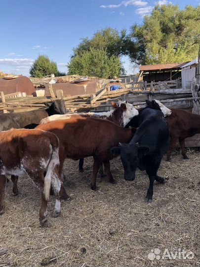 Телки 8 голов