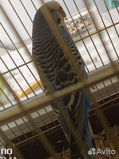 Продам волнистого попугая с клеткой
