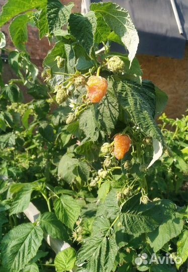 Ремонтантная желтая малина