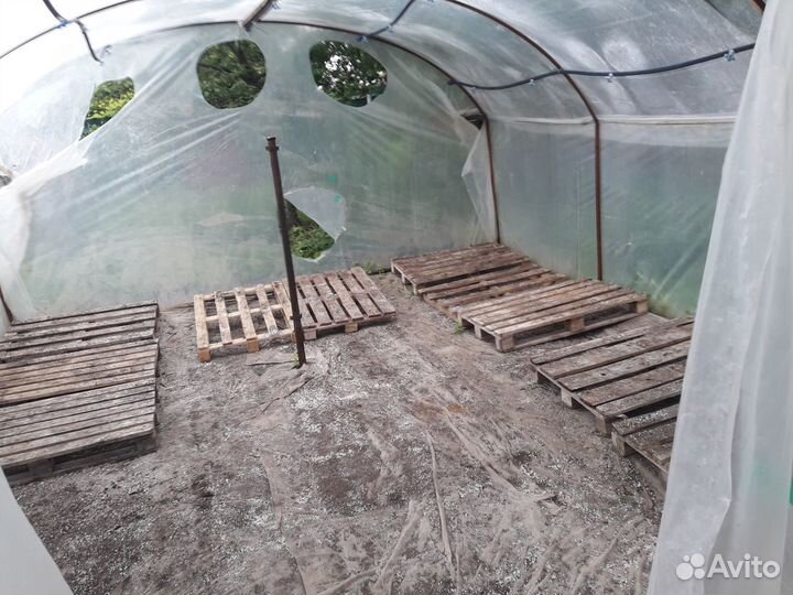 Саженцы клубники стакан. Рассада клубники