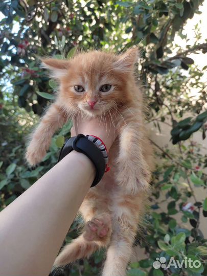 Пушистики ищут любящий дом