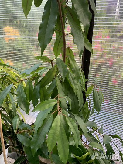 Черенки сортовых фикусов (обновлено)