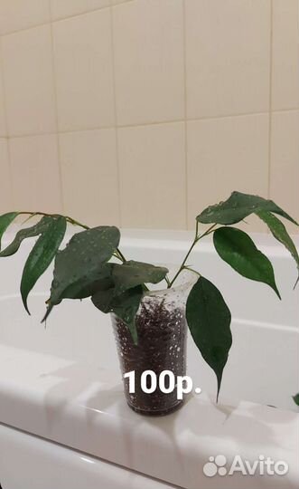 Фикус бенджамина