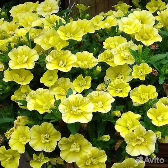 Калибрахоа черенки