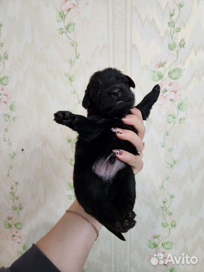 Собака в добрые руки отдам бесплатно