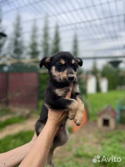 Симпатяга Микки ищет дом