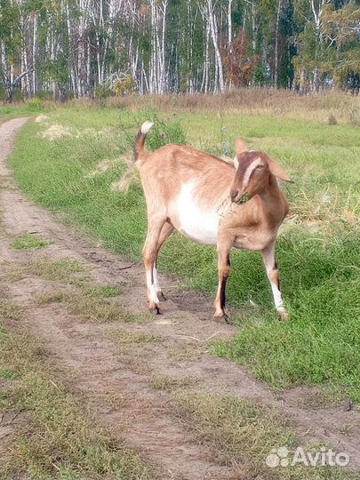 Козочка нубийская, дойные козы
