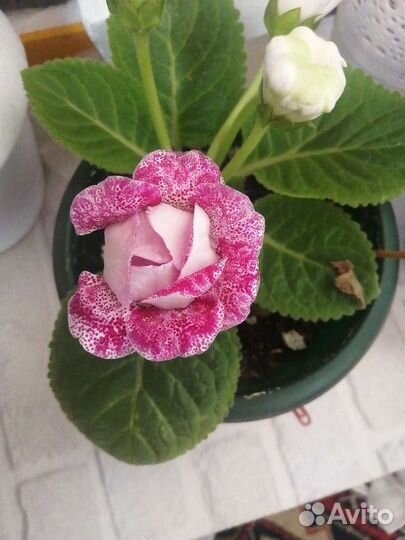 Глоксиния махровая