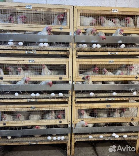 Куры несушки продам