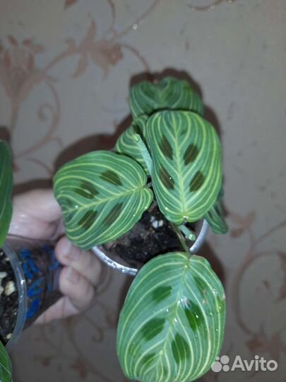 Маранта кэт мусташ и фэнтези