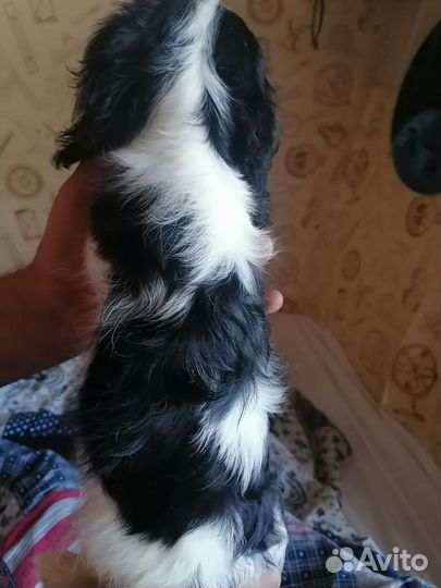 Девочка кавалерушка