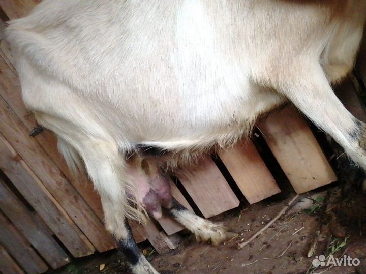 Англонубийские козы, зааненский, альпийский