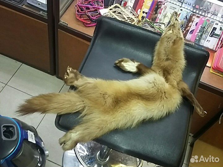 Шкура Куницы