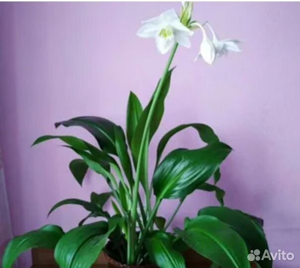 Эухарис амазонская лилия