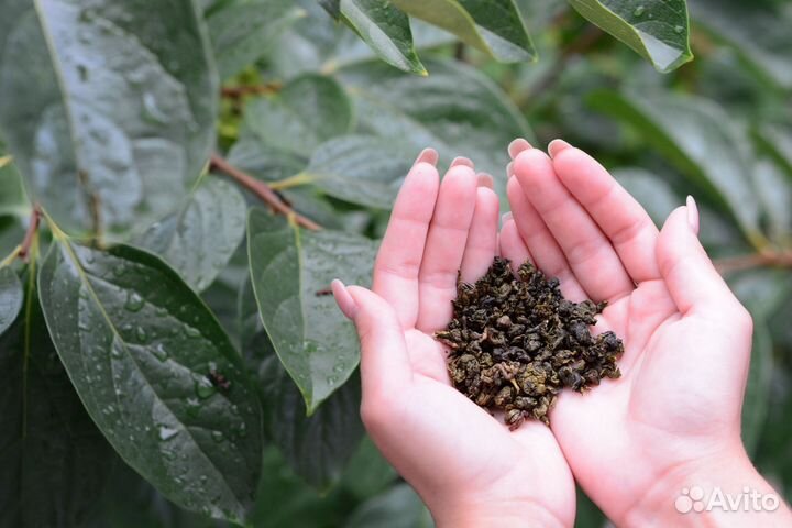 Чай Молочный улун (Китай)