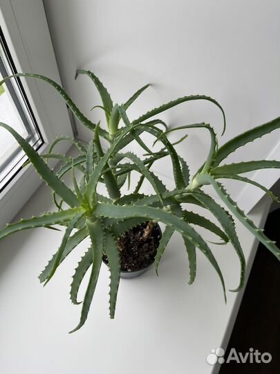 Агава, Алоэ столетник