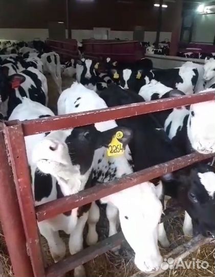 Телята бычки лимузин