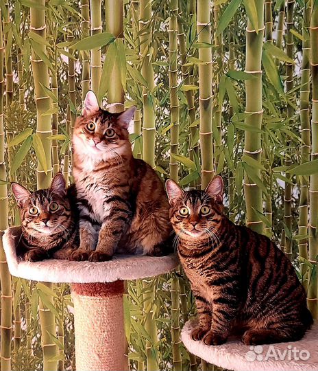 Котята-рысята