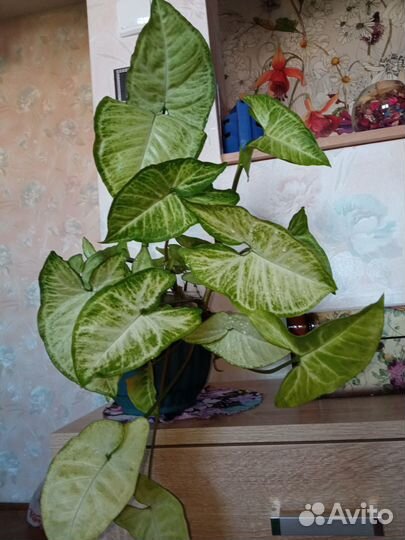 Сингониум,Хлорофитум,Маранта,Полисциас,Кислица