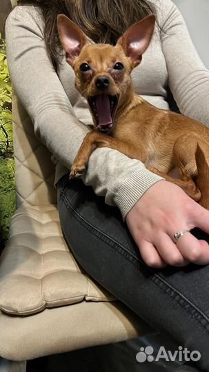 Русский той-терьер