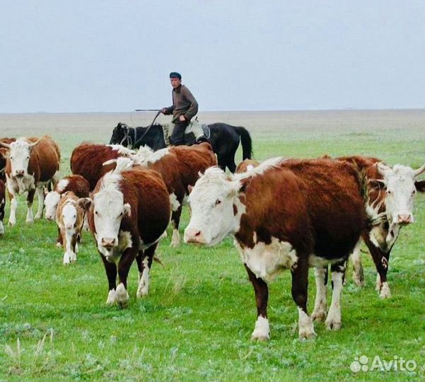 Нетели племенные 200 гол., казахская белоголовая