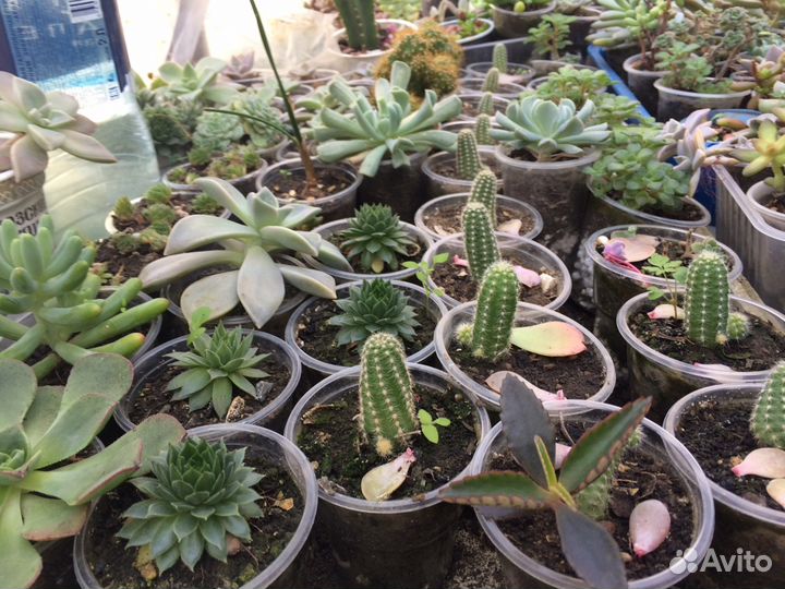 Каменные розы