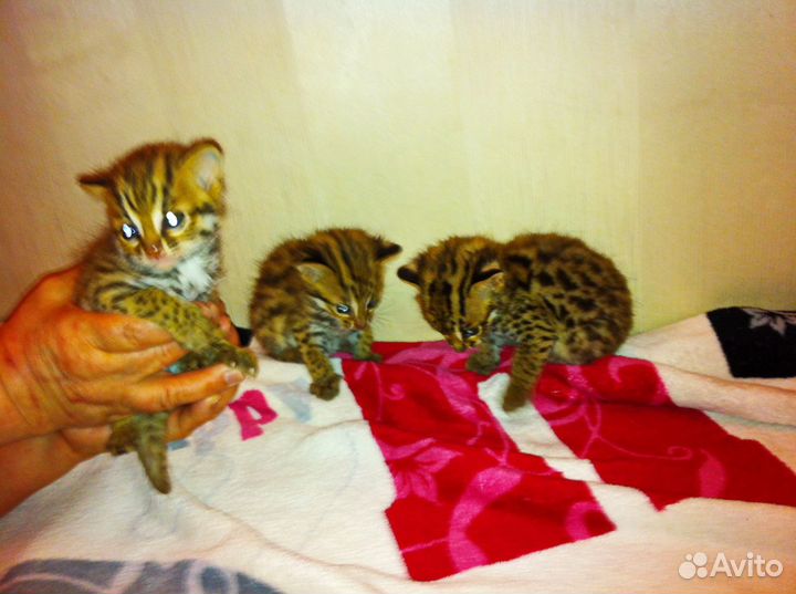 Люция азиатская леопардовая кошка