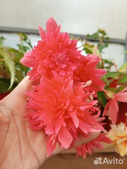 Бегонии ампельные (адрес в описании)