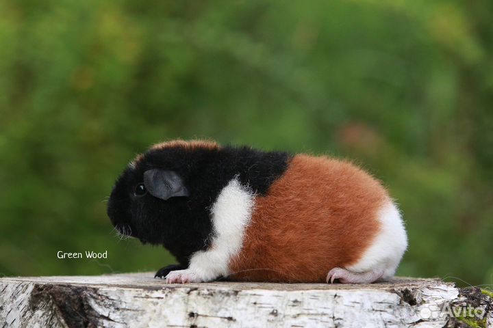 Американский тедди