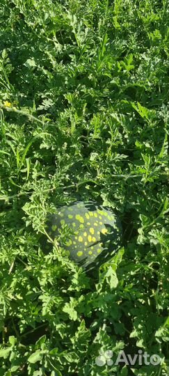 Тыква матильда