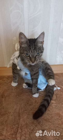 Кошка в дар