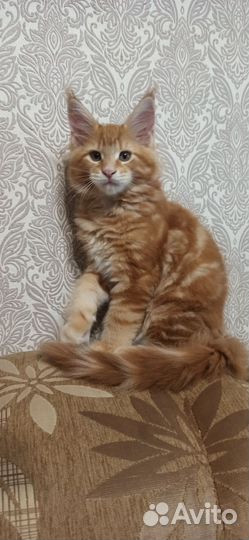 Котята мейн-кун