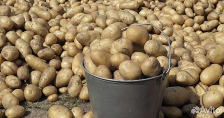 Картофель Гала