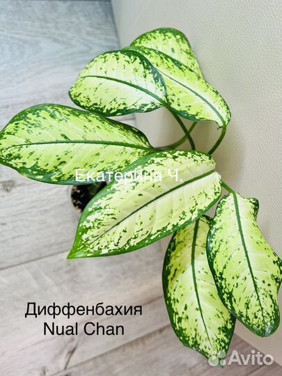 Монстера тайское созвездие,филы,диффа,синг