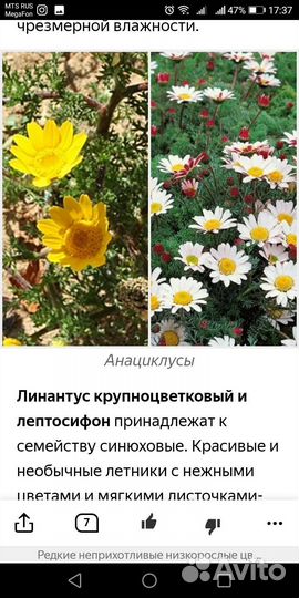 Ремонтантная малина