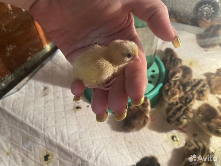 Селадон перепела, голубое яйцо