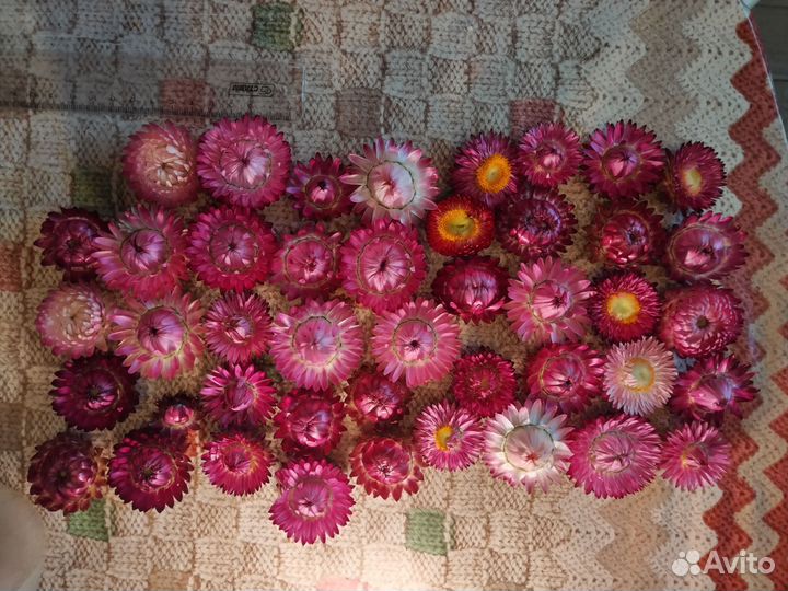 Для творчества сухоцветы, гелихризиум