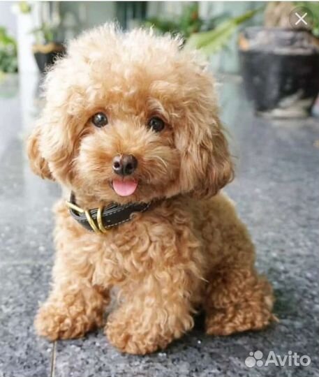 Кокапу (кокер- пудель)