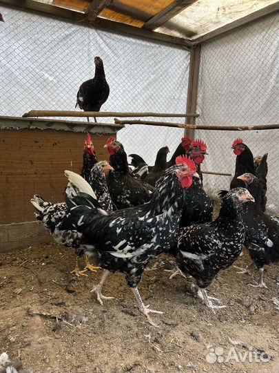 Бойцовский петух