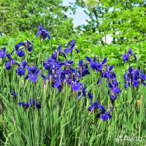 Ирис сибирский ярко-синий