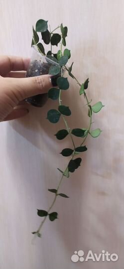 Хойя, дисхидия